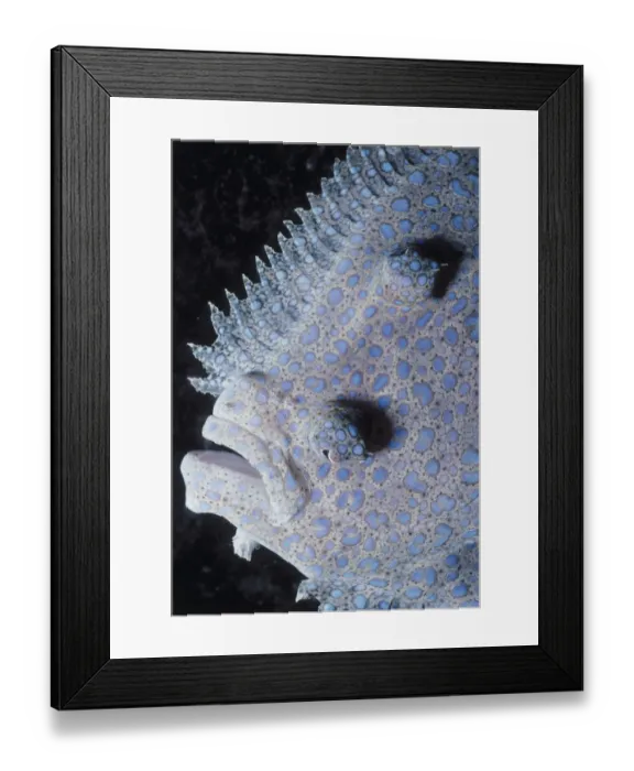 Framed Print : Jeff Rotman Underwater Photography Framed Print : Jeff Rotman Underwater Photography