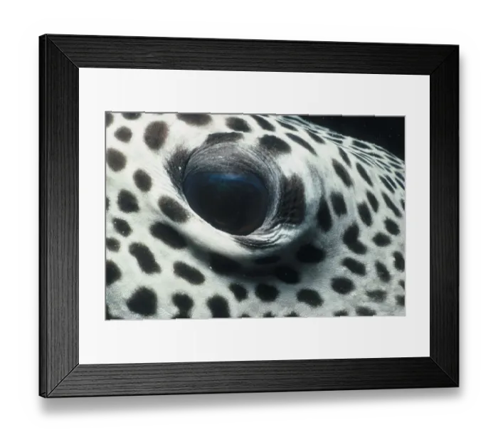 Framed Print : Jeff Rotman Underwater Photography Framed Print : Jeff Rotman Underwater Photography