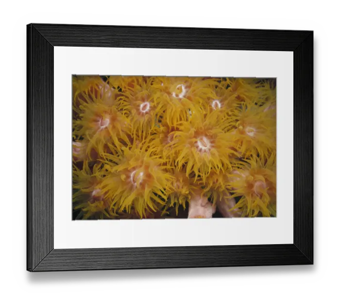 Framed Print : Jeff Rotman Underwater Photography Framed Print : Jeff Rotman Underwater Photography