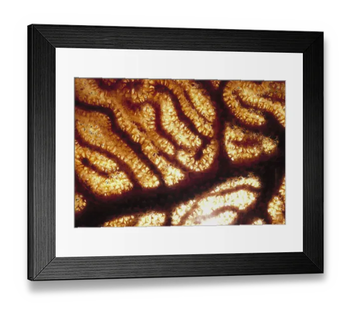 Framed Print : Jeff Rotman Underwater Photography Framed Print : Jeff Rotman Underwater Photography