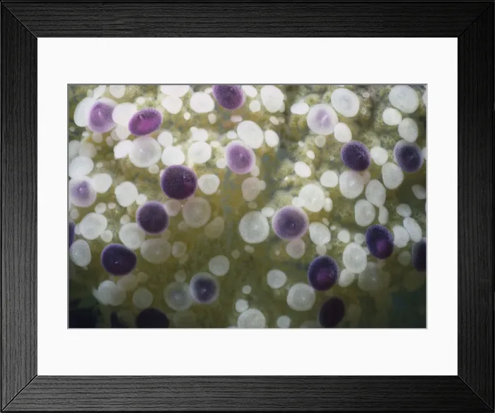 Framed Print : Poisonous Jellyfish Framed Print : Poisonous Jellyfish