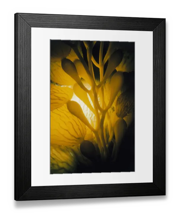 Framed Print : Giant Kelp