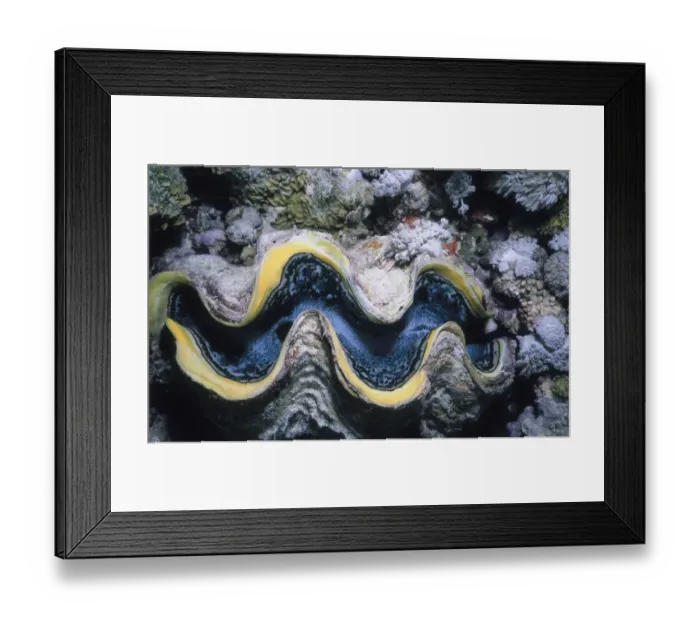 Framed Print : Giant Tridacna Clam Framed Print : Giant Tridacna Clam