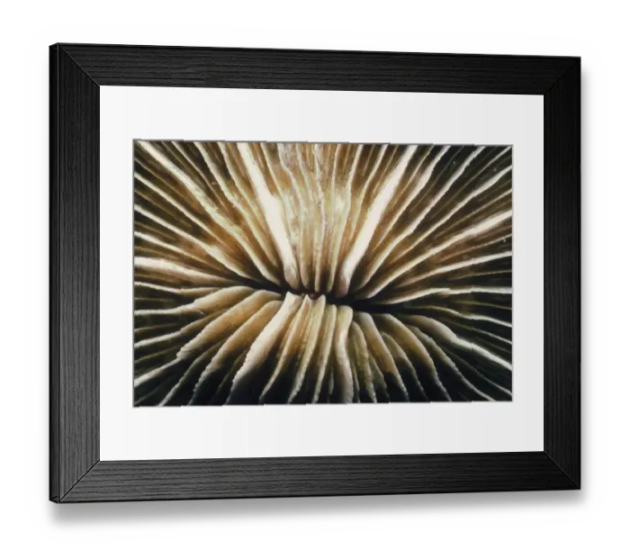 Framed Print : Fungia Coral Framed Print : Fungia Coral