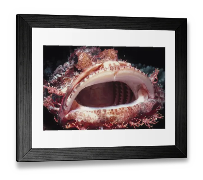 Framed Print : Bearded Scorpionfish