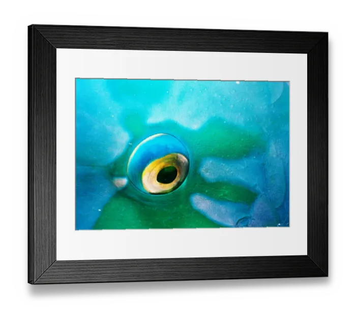 Framed Print : Bumphead parrotfish (Scarus gibbus), detail of eye, Red Sea Framed Print : Bumphead parrotfish (Scarus gibbus), detail of eye, Red Sea