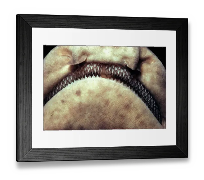 Framed Print : Pacific Ocean, California, San Clemente Island kw: dental, rows, pointed Framed Print : Pacific Ocean, California, San Clemente Island kw: dental, rows, pointed