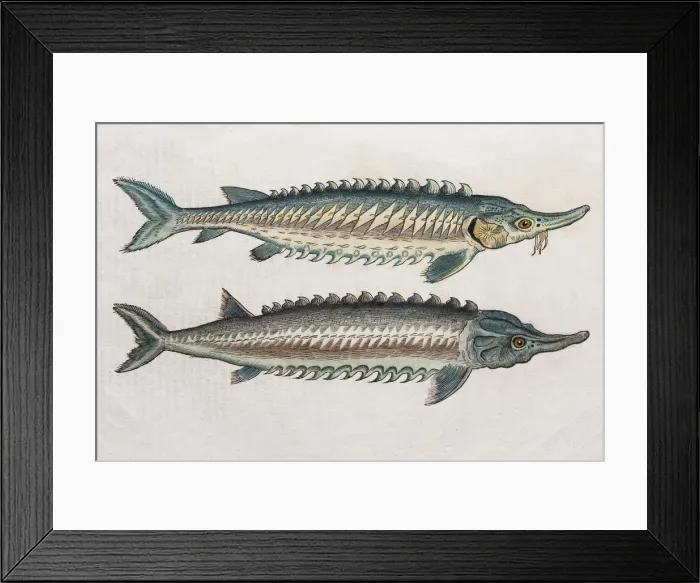 Framed Print : arts and crafts, colorful, colorized, drawing, drawn, hand-colored, handicraft, historic Framed Print : arts and crafts, colorful, colorized, drawing, drawn, hand-colored, handicraft, historic