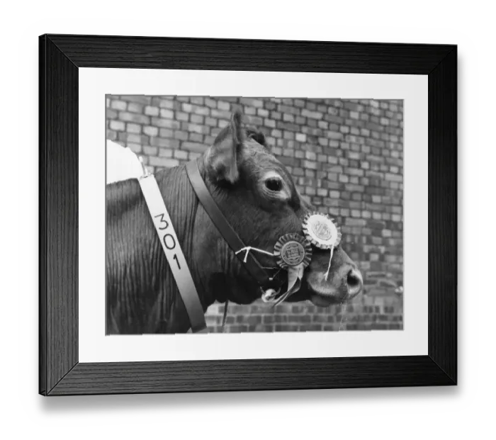 Framed Print : Prize Guernsey