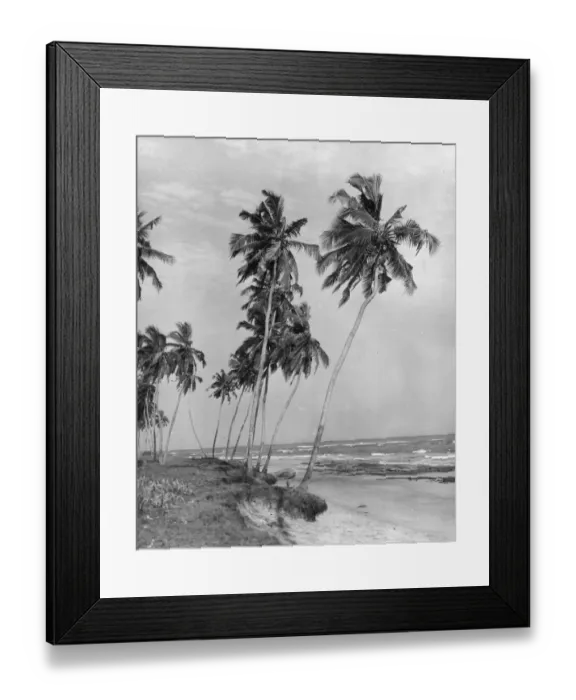 Framed Print : Tropical Beach Framed Print : Tropical Beach