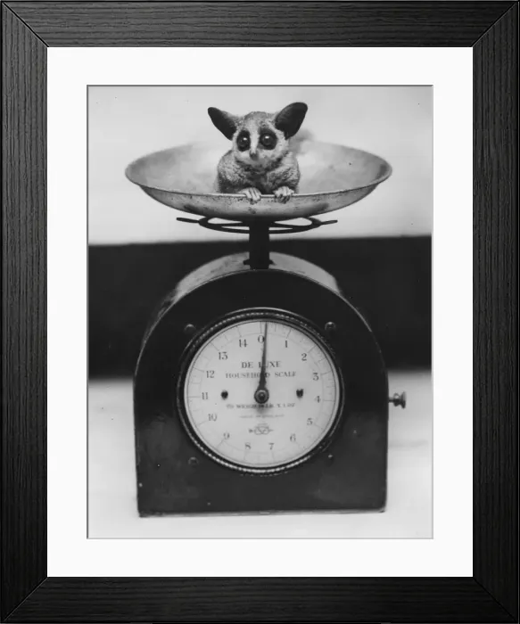 Framed Print : Baby Bush-Baby Framed Print : Baby Bush-Baby