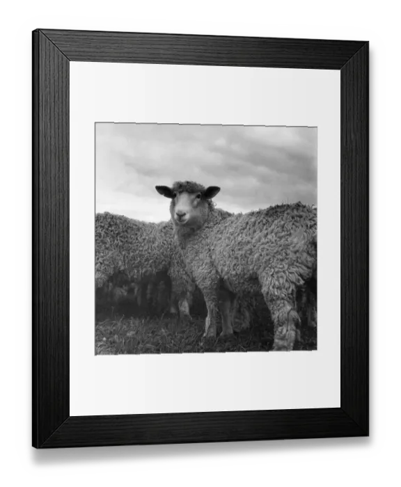 Framed Print : Sheep. 2nd January 1953: Sheep, at Strete, South Devon Framed Print : Sheep. 2nd January 1953: Sheep, at Strete, South Devon