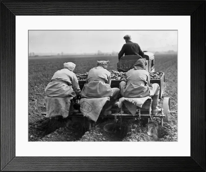 Framed Print : Potato Planting Framed Print : Potato Planting
