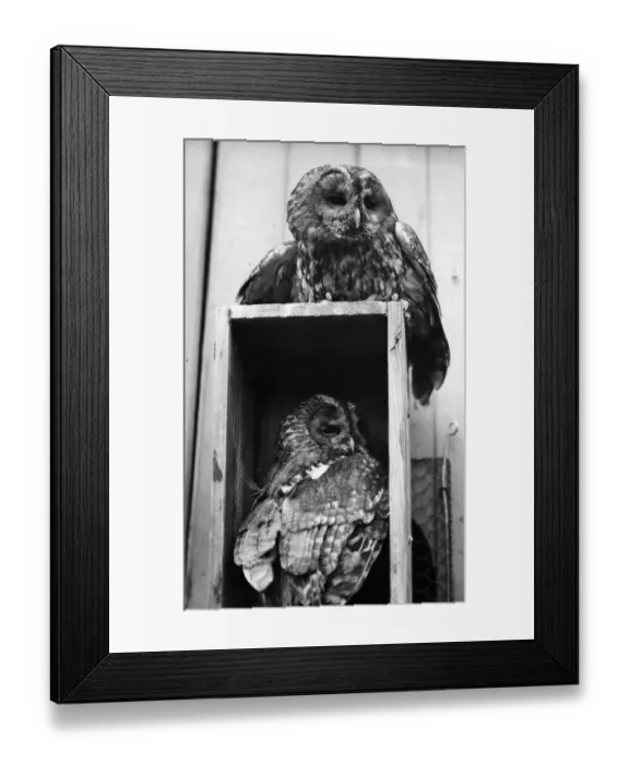 Framed Print : Owls Sleep Framed Print : Owls Sleep