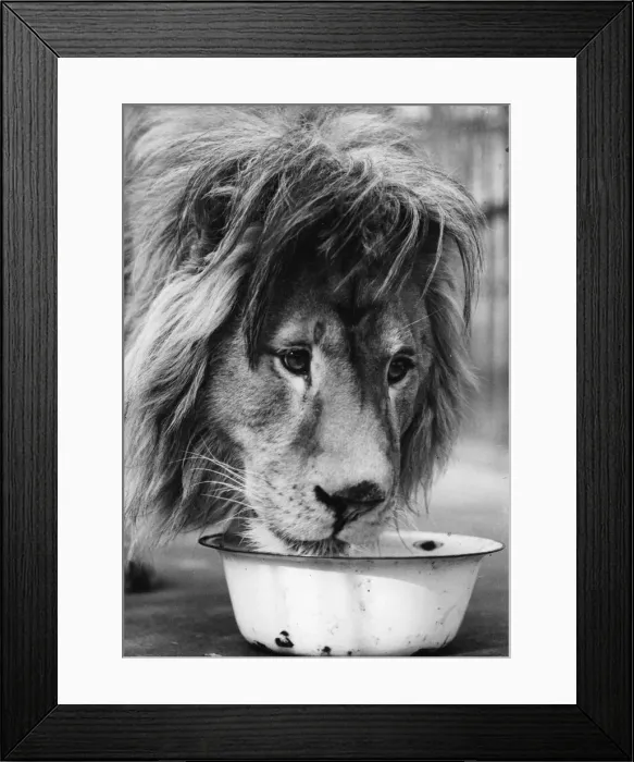 Framed Print : Lions Lunch Framed Print : Lions Lunch
