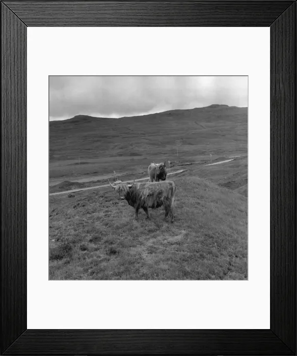 Framed Print : Highland Cattle Framed Print : Highland Cattle