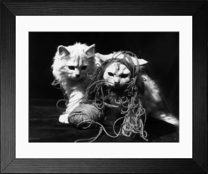 Framed Print : Kitten Play Framed Print : Kitten Play