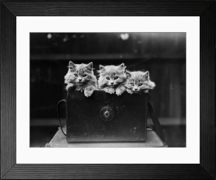 Framed Print : Persian Kittens Framed Print : Persian Kittens