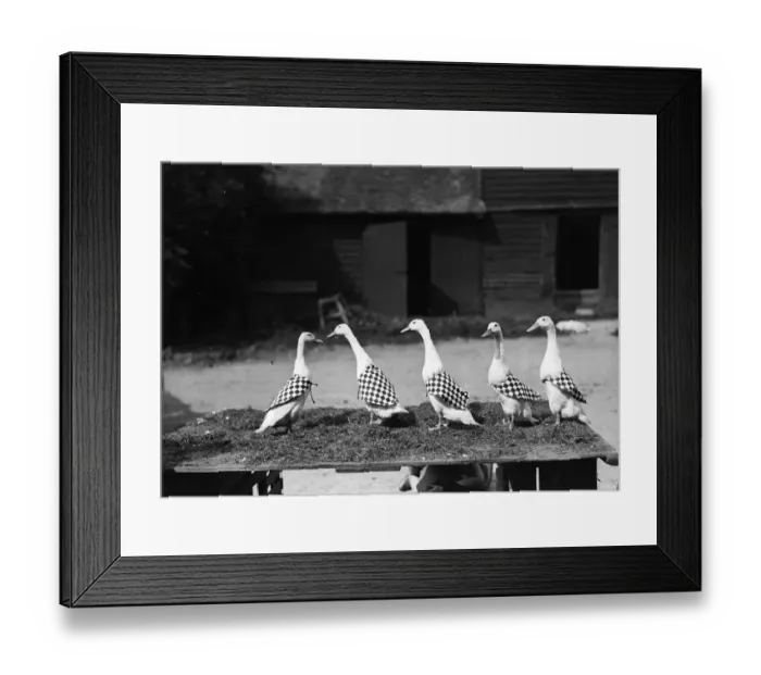 Framed Print : Farm Ducks Framed Print : Farm Ducks