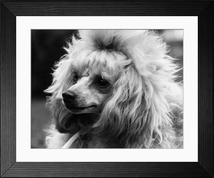 Framed Print : Toy Poodle