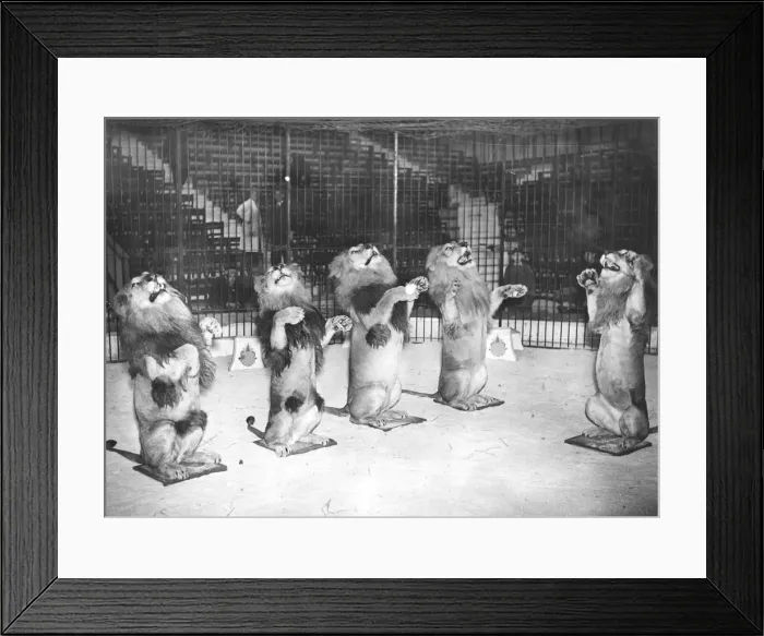 Framed Print : Hegenbecks Cats Framed Print : Hegenbecks Cats