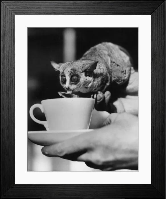 Framed Print : Morning Cocoa Framed Print : Morning Cocoa