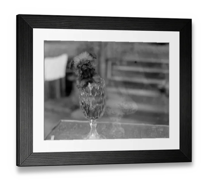 Framed Print : Fearless Ratter Framed Print : Fearless Ratter