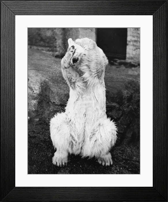 Framed Print : Polar Bear Framed Print : Polar Bear