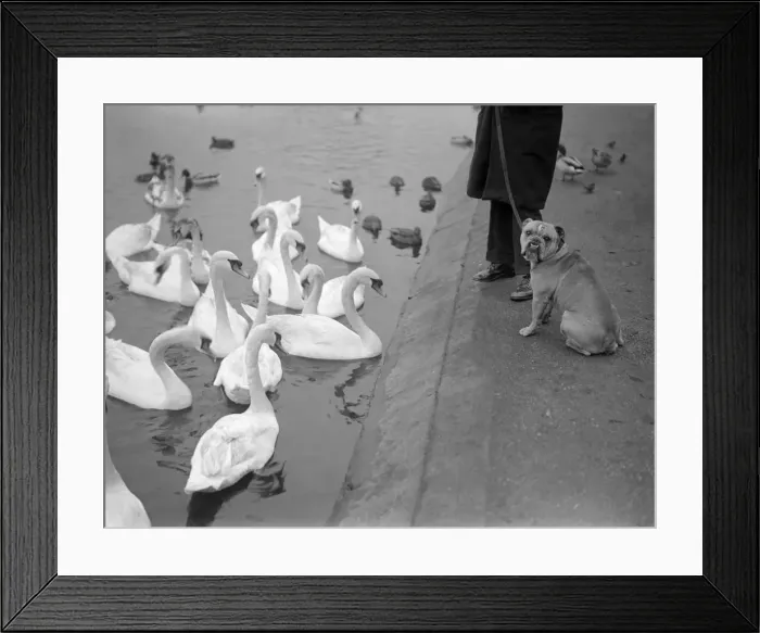 Framed Print : Swans And Dog Framed Print : Swans And Dog