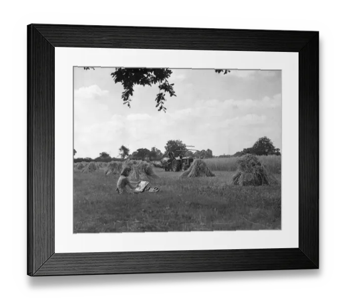 Framed Print : Harvesting Framed Print : Harvesting