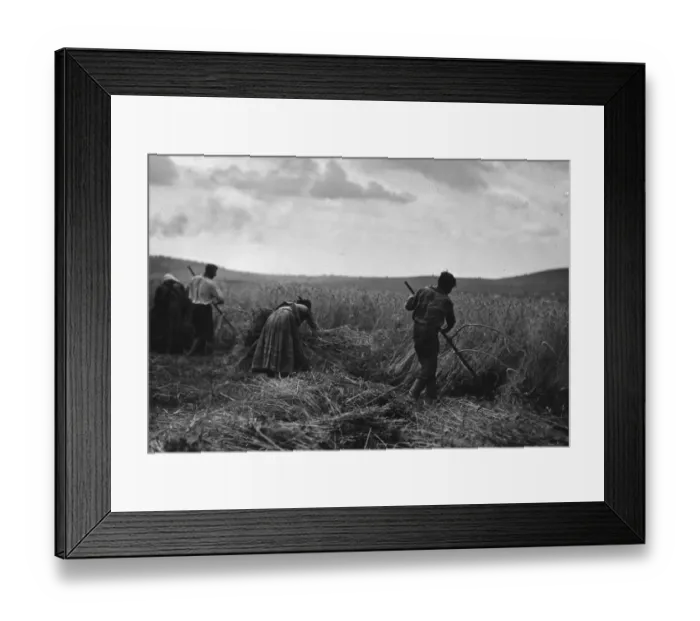 Framed Print : Hungarian Harvest