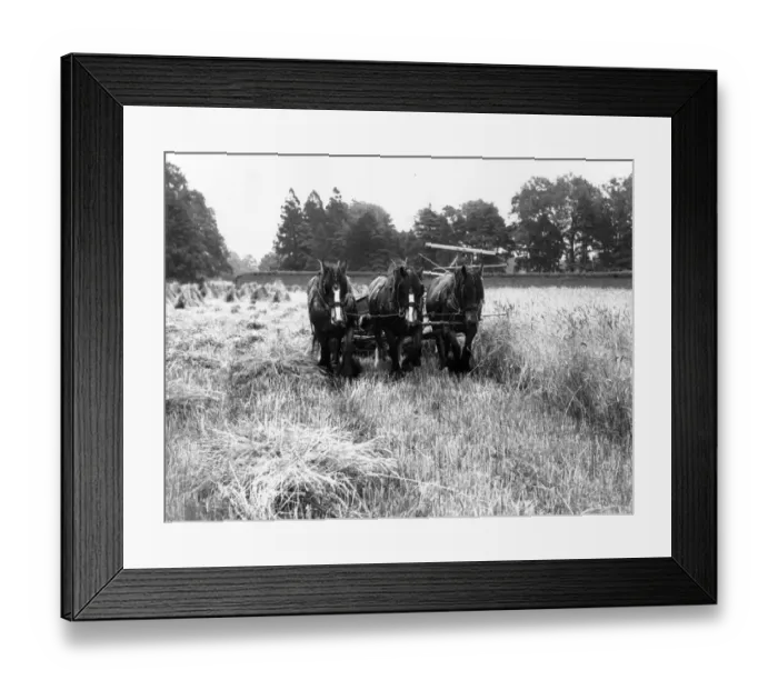 Framed Print : Harvesting Framed Print : Harvesting