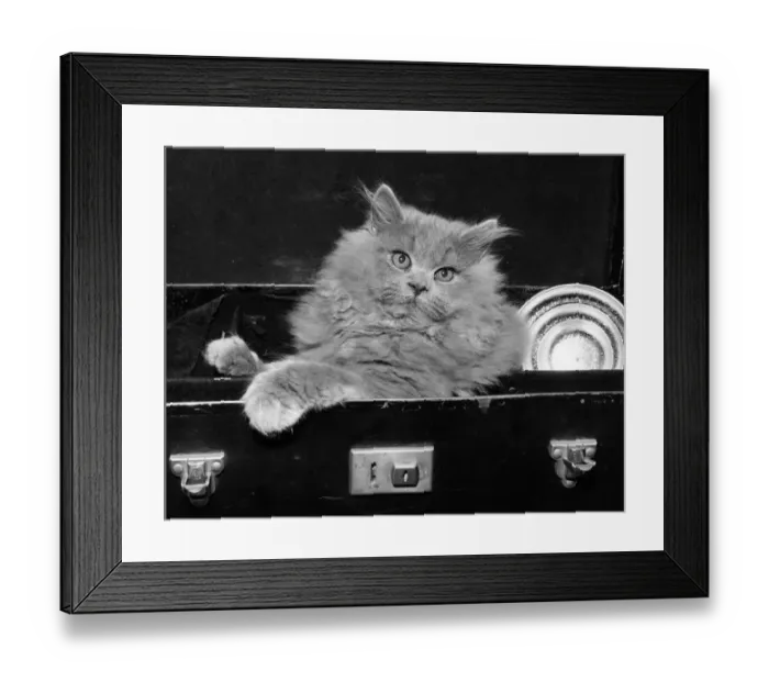 Framed Print : Cat Case. A cat peering out from the comfort of an open suitcase Framed Print : Cat Case. A cat peering out from the comfort of an open suitcase
