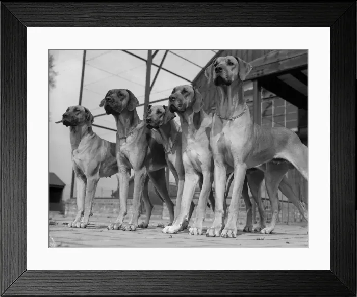 Framed Print : Great Danes Framed Print : Great Danes