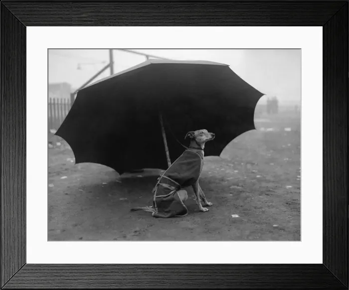 Framed Print : Looks Like Rain Framed Print : Looks Like Rain