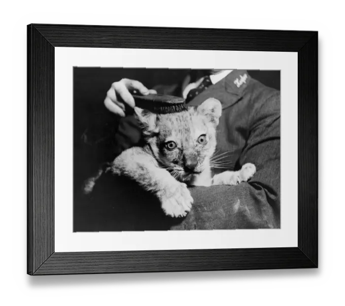 Framed Print : Brushed Fur Framed Print : Brushed Fur