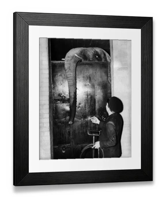 Framed Print : Invalid Elephant Framed Print : Invalid Elephant