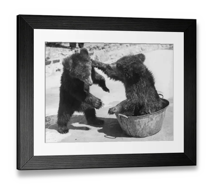 Framed Print : Bear Baiting Framed Print : Bear Baiting