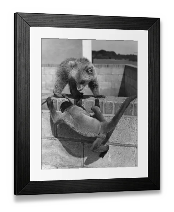 Framed Print : Playtime At The Zoo Framed Print : Playtime At The Zoo
