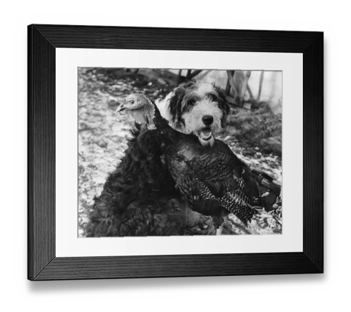 Framed Print : Defensive Alliance