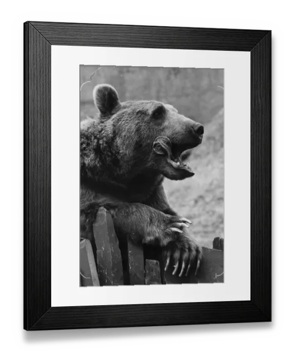 Framed Print : Yummy. Hustle, the London Zoo brown bear, licks his lips Framed Print : Yummy. Hustle, the London Zoo brown bear, licks his lips