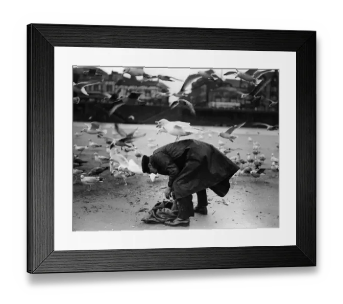 Framed Print : Bird Samaritan