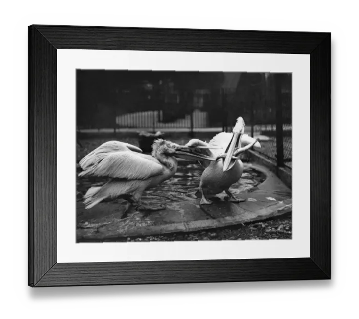 Framed Print : Fish Fight Framed Print : Fish Fight