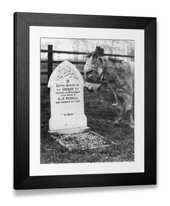 Framed Print : Mourning A Friend Framed Print : Mourning A Friend