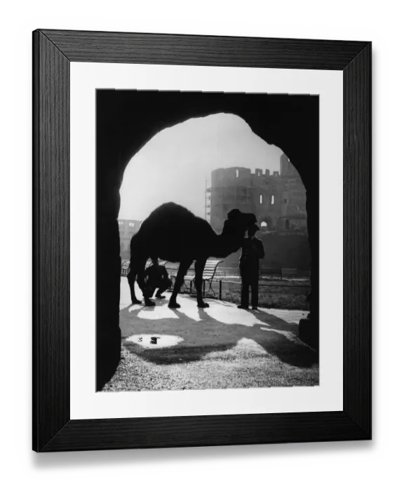 Framed Print : Silhouetted Camel Framed Print : Silhouetted Camel