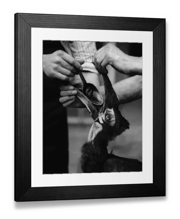 Framed Print : Hulton Archive Framed Print : Hulton Archive