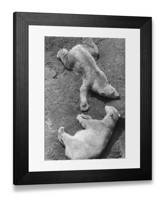 Framed Print : Polar Bears Framed Print : Polar Bears