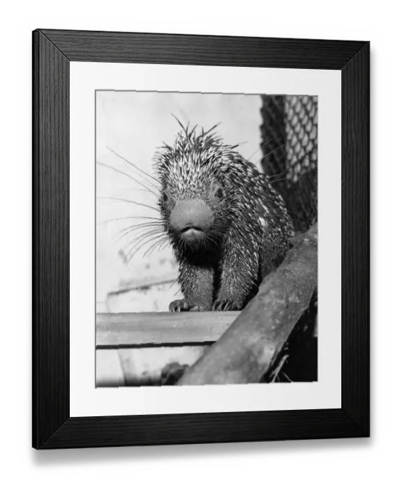 Framed Print : Spiky Porcupine Framed Print : Spiky Porcupine