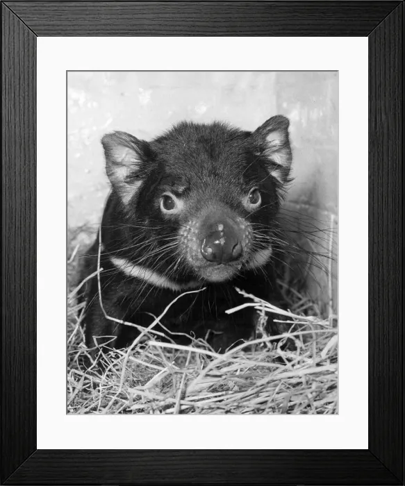 Framed Print : Tasmanian Devilry Framed Print : Tasmanian Devilry