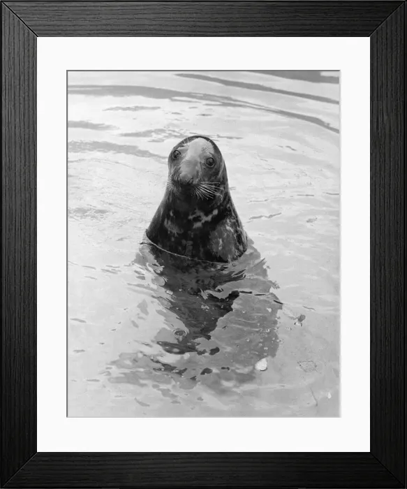 Framed Print : Seal on Watch